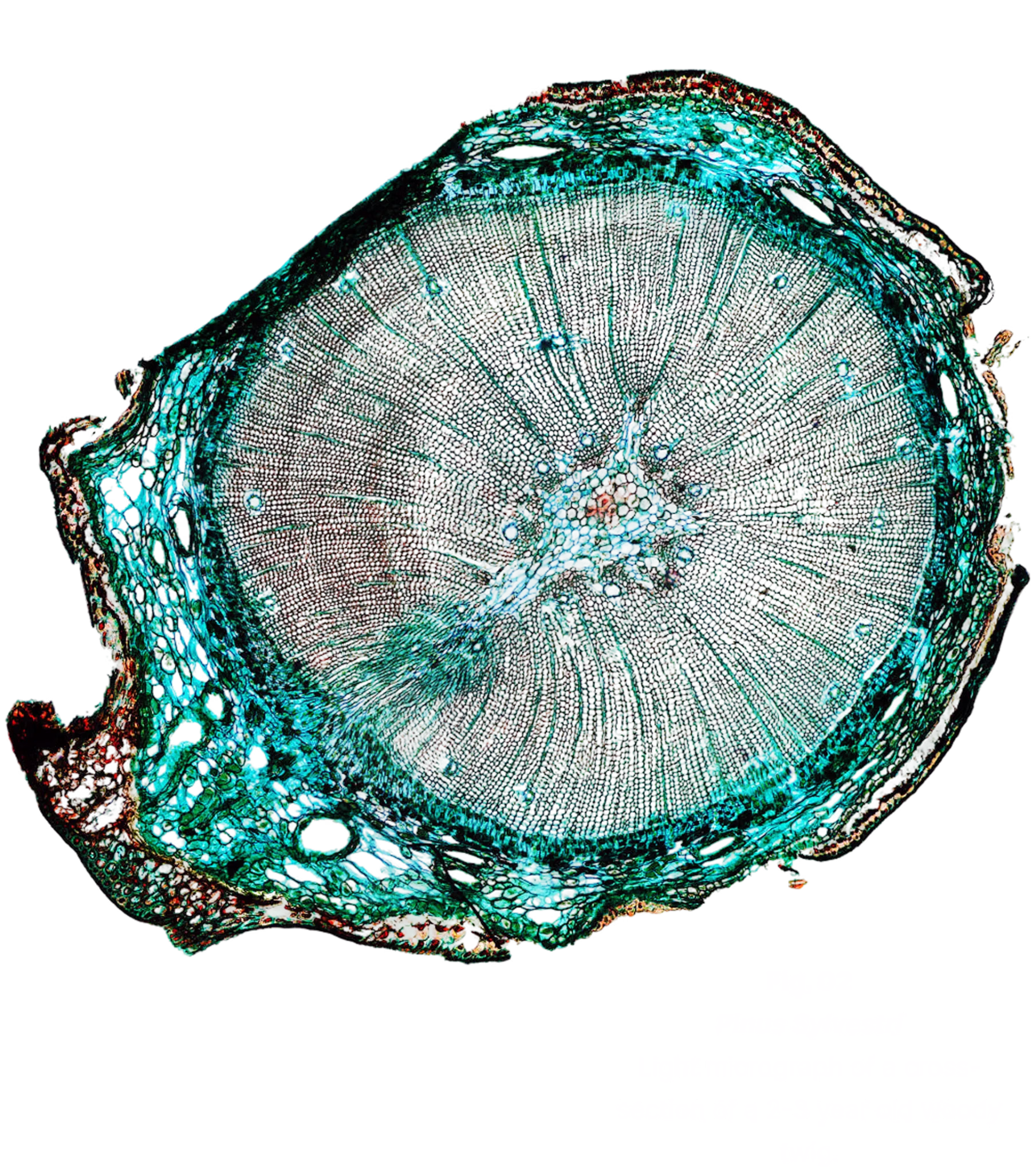 Light micrograph of a cross-section of a young pine twig, with its figure caption