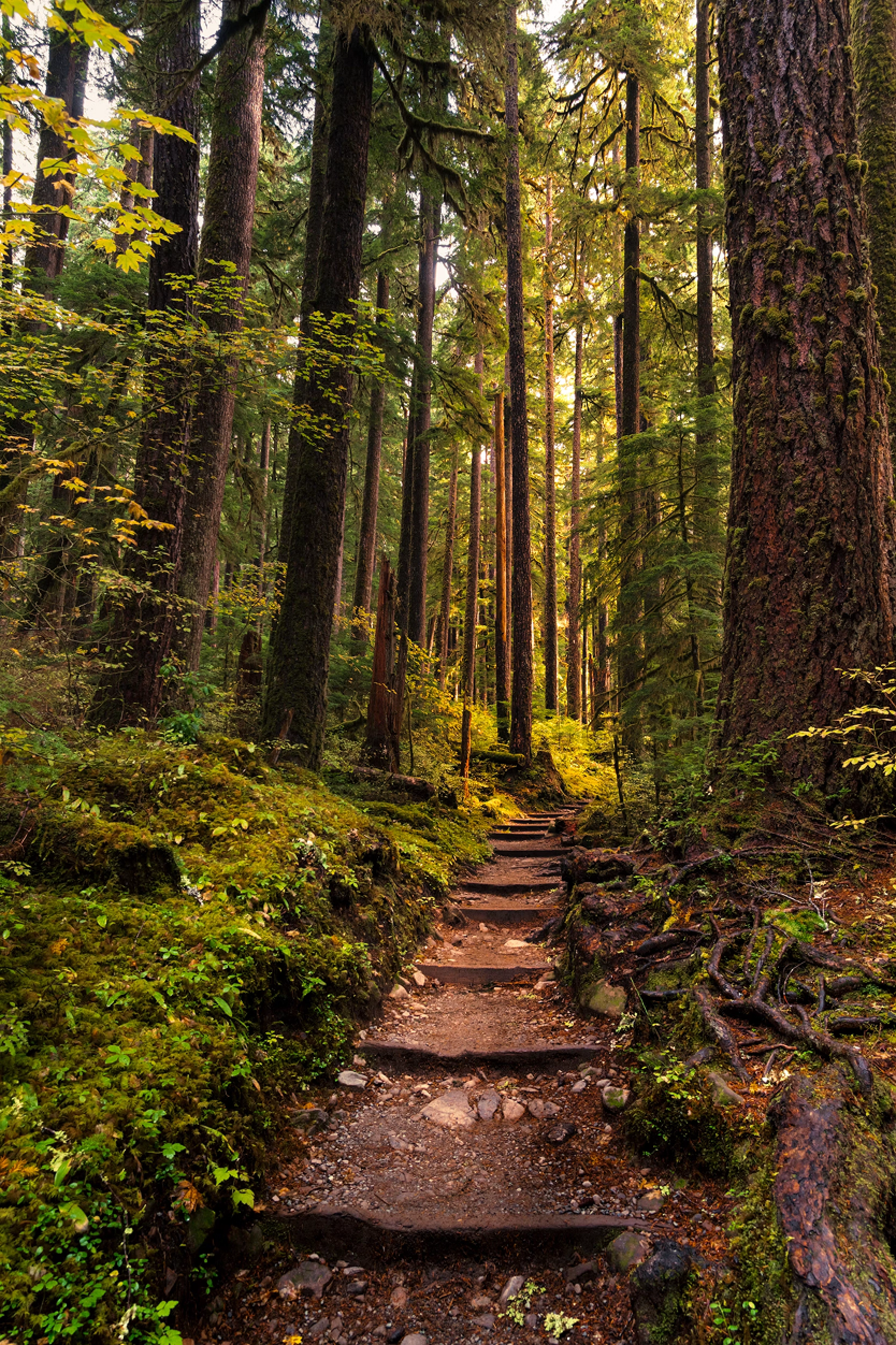 A winding woodland path with steps leading through sunlit trees